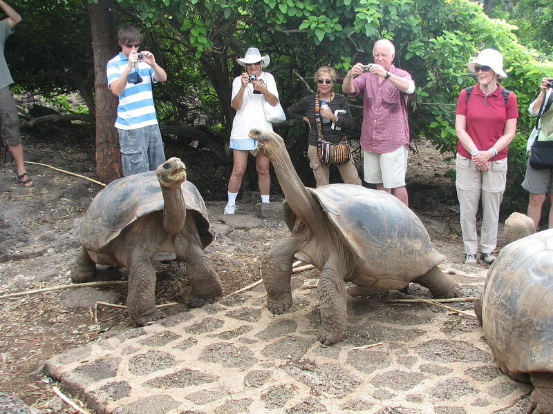 Galapagos tortoises, relatively unconcerned by Galapagos tourists.