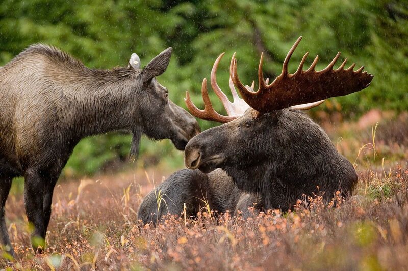 A pair of moose who made it to adulthood.