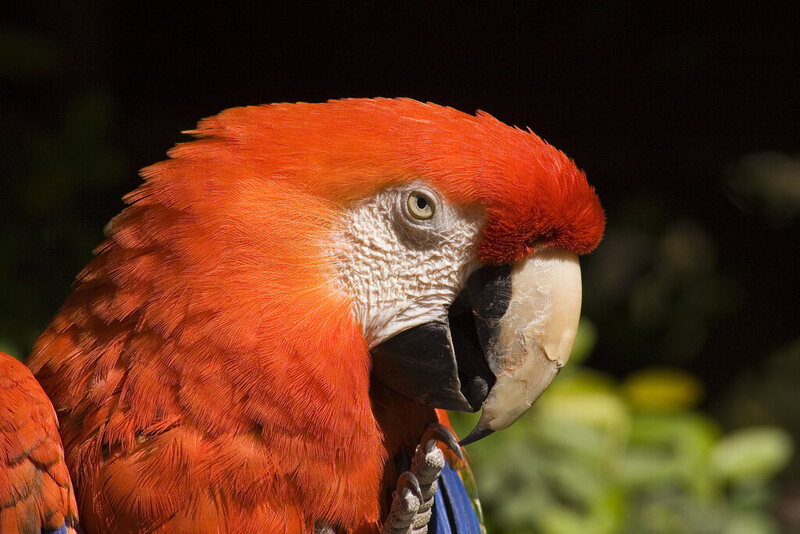 pirate parrot shoulder