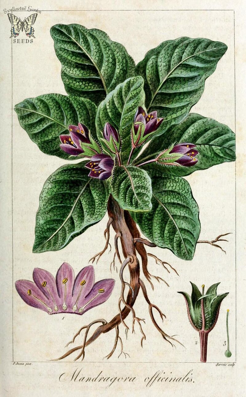 the history and uses of the magical mandrake, according to modern