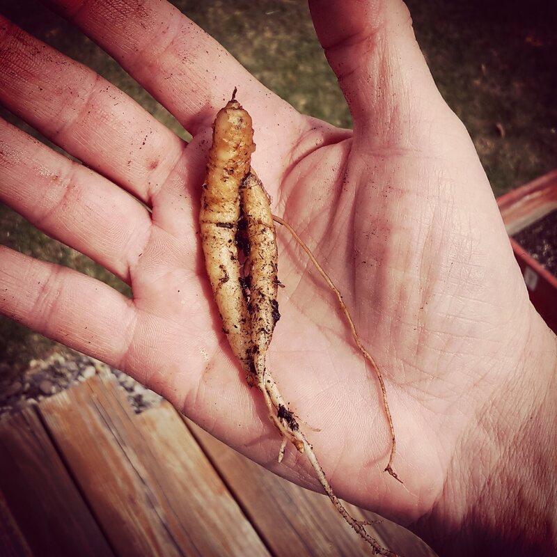 real mandrake root