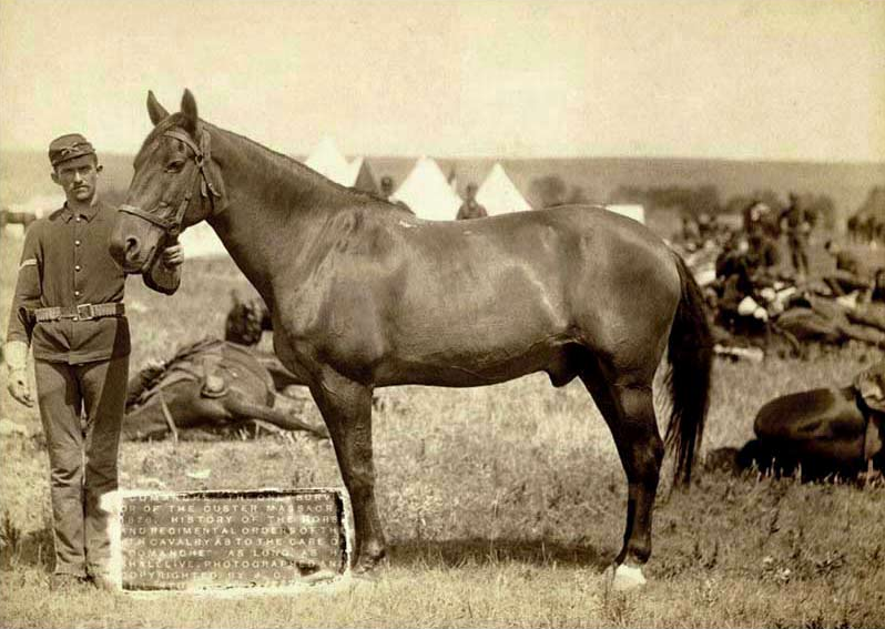 Comanche the Horse