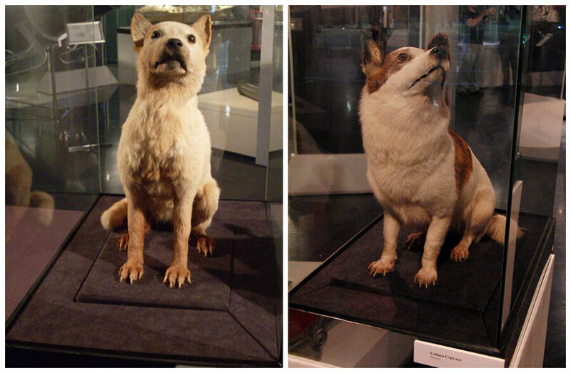 Taxidermy of Belka and Strelka the Soviet Space Dogs