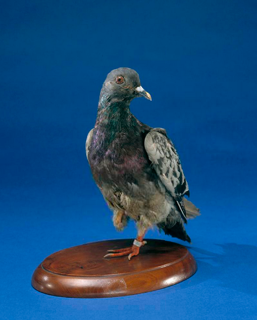 Cher Ami the Pigeon