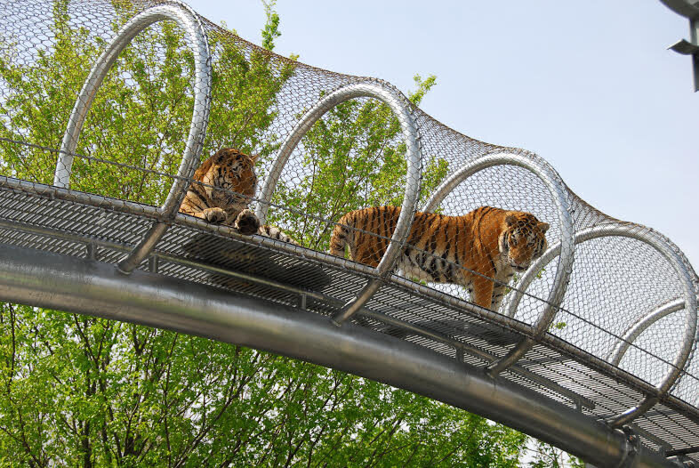 Tigers exploring the Philadelphia Zoo's new animal trails.