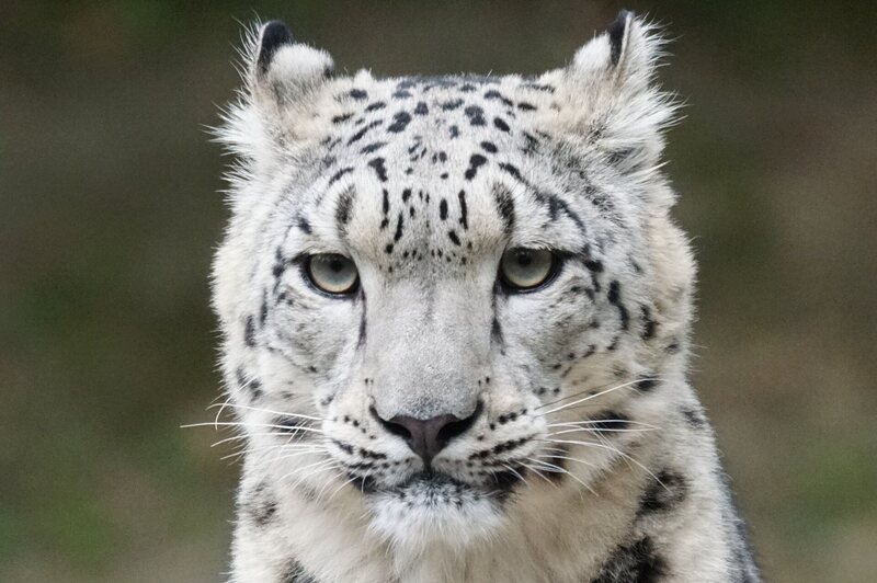 Keepers were asked to judge how well the snow leopards close to them were doing.