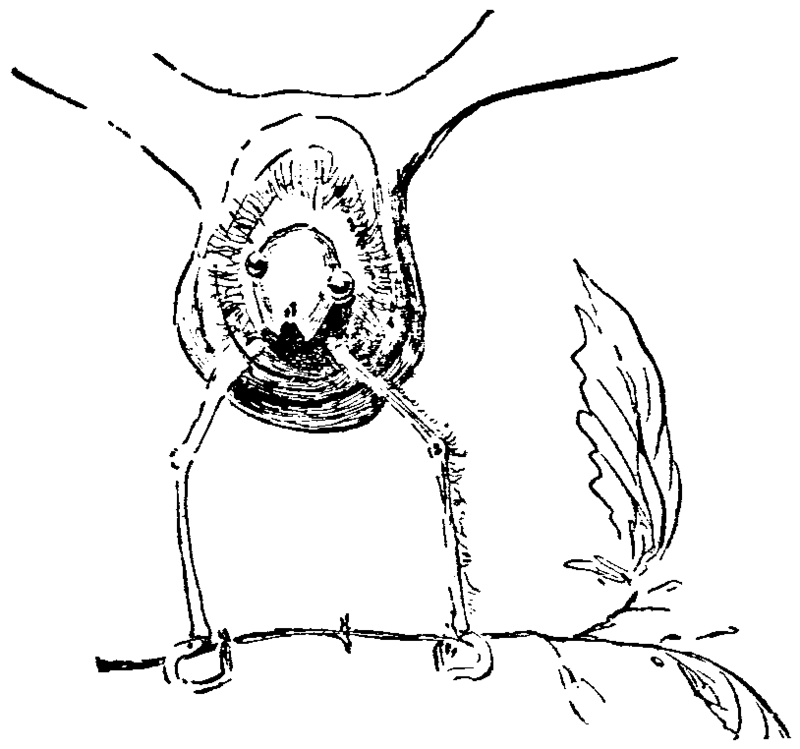 Baden-Powell's illustration of a moth contains hidden information