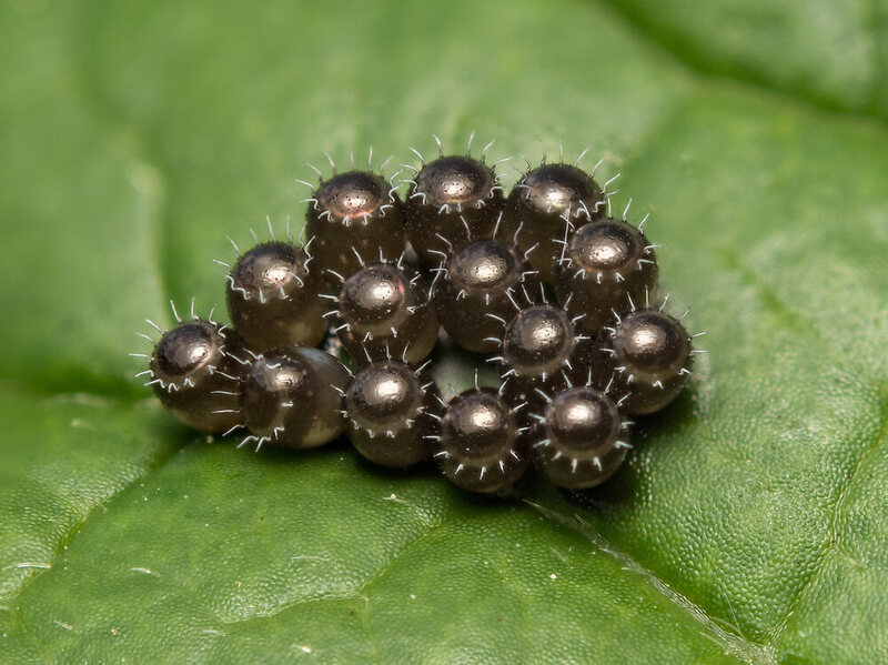 The Blobby Dazzling World Of Insect Eggs Atlas Obscura