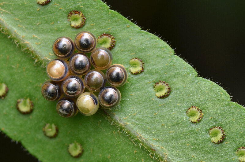The Blobby Dazzling World Of Insect Eggs Atlas Obscura