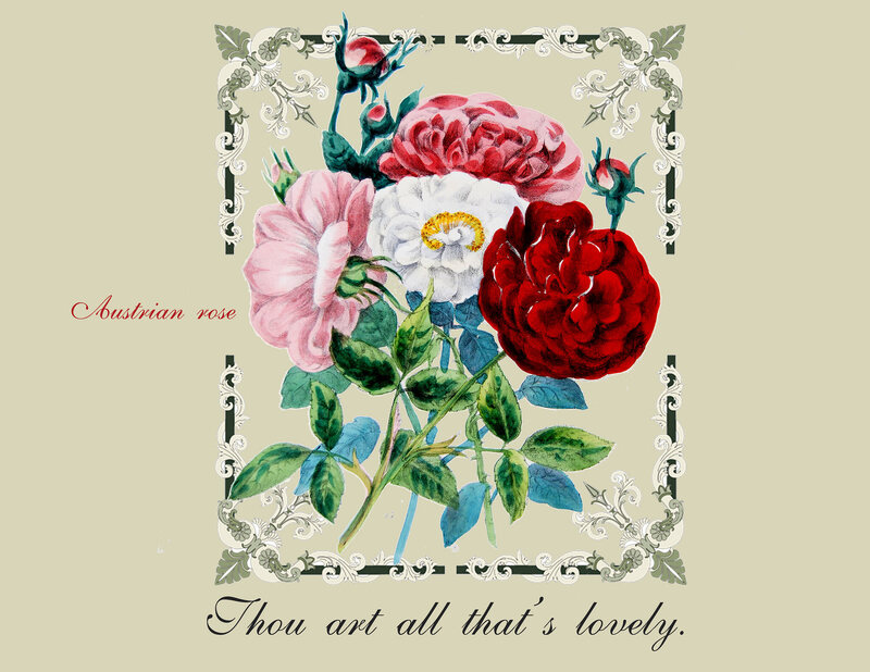 How Flower Obsessed Victorians Encoded Messages In Bouquets Atlas Obscura