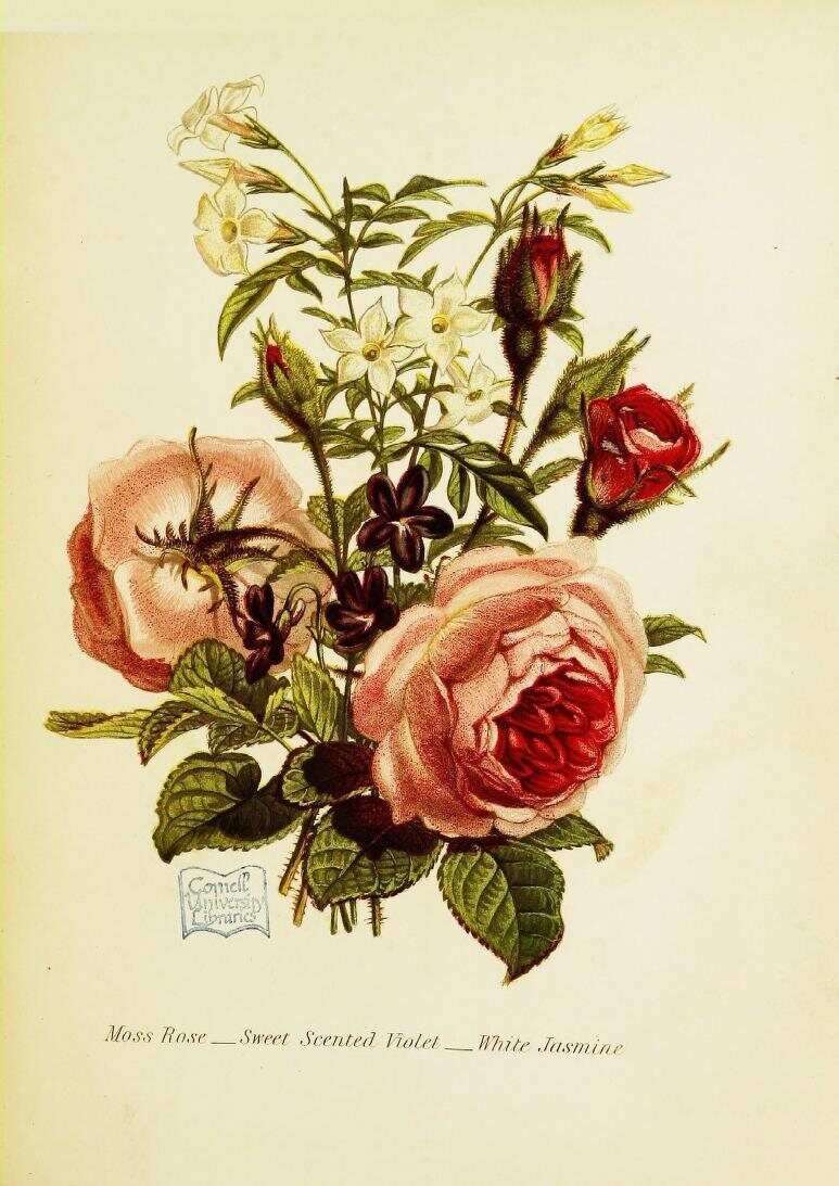 How Flower Obsessed Victorians Encoded Messages In Bouquets Atlas Obscura