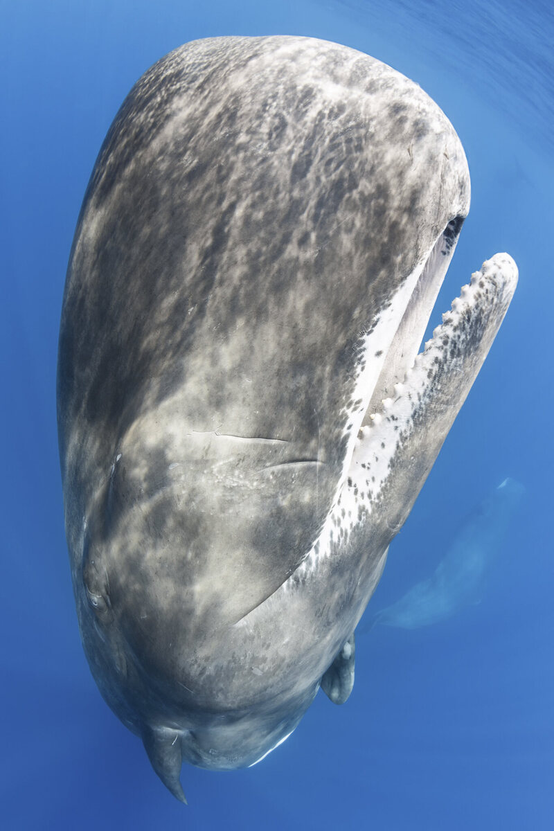 Photographing a Superpod of Sperm Whales - Atlas Obscura