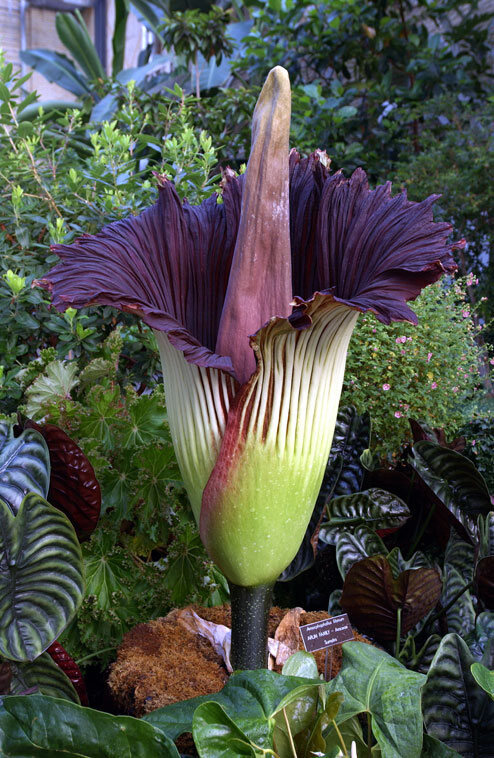 Why Are So Many Corpse Flowers Blooming at Once? - Atlas Obscura