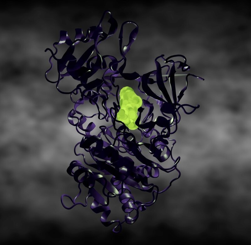 A model of a luciferase enzyme.