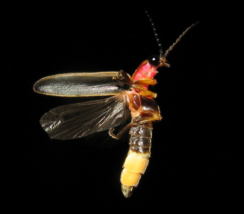 A solo firefly, showing off his valuable enzymes.