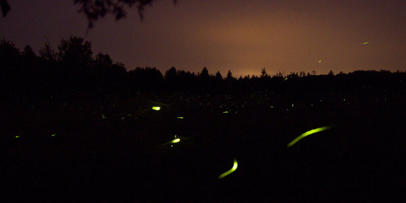 Fireflies in full force, out in a field.