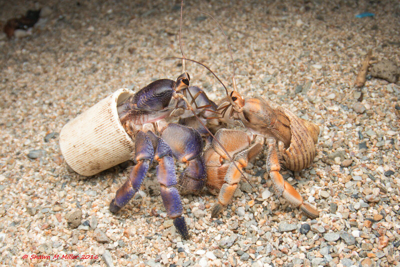 Incredible Photos of the Hermit Crabs Who Live In Trash - Atlas Obscura