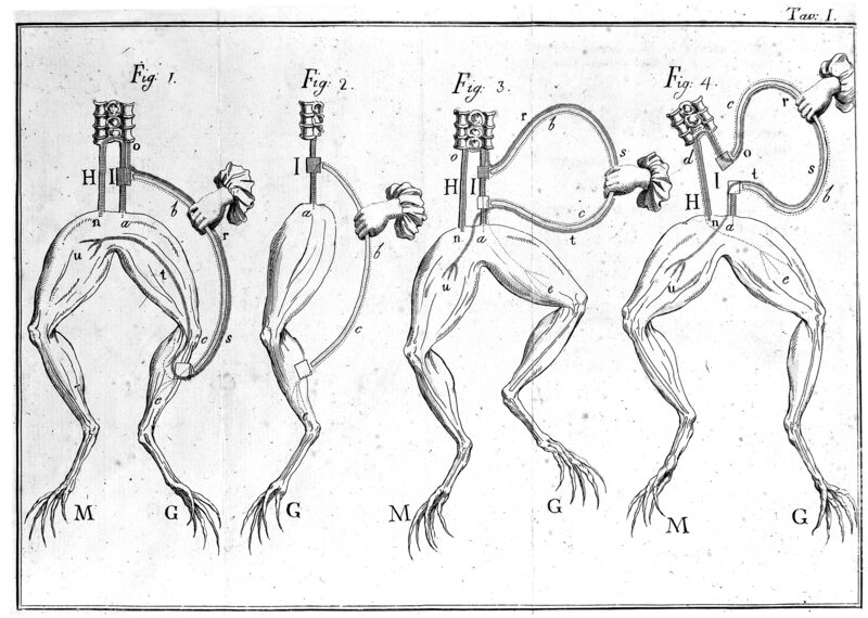 Tutto è iniziato con un piccolo esperimento sul muscolo di rana, che gli studenti di anatomia conducono ancora oggi nei laboratori.