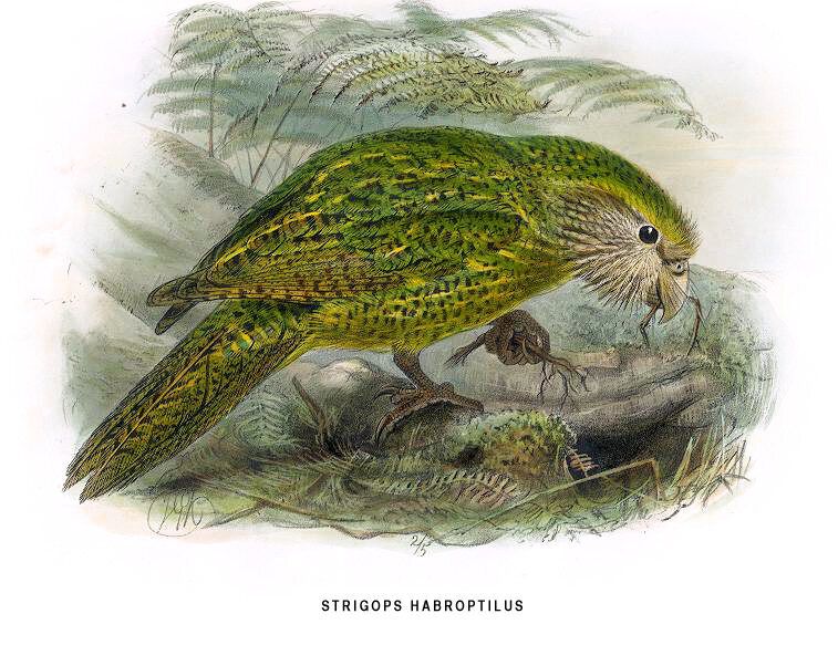A kakapo illustration from Birds of New Zealand.