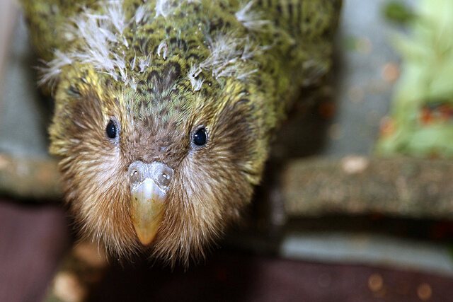 Vienas iš labiausiai tikėtinų kūdikių pasaulyje – dviejų mėnesių kakapo jauniklis.