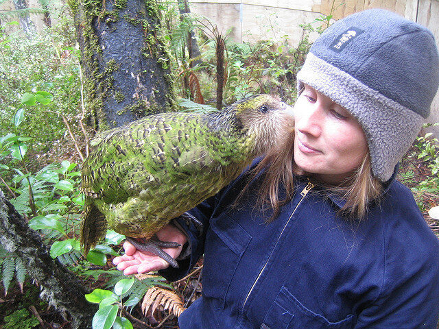 A kakapo snuggles with a member of the Rescue Programme.