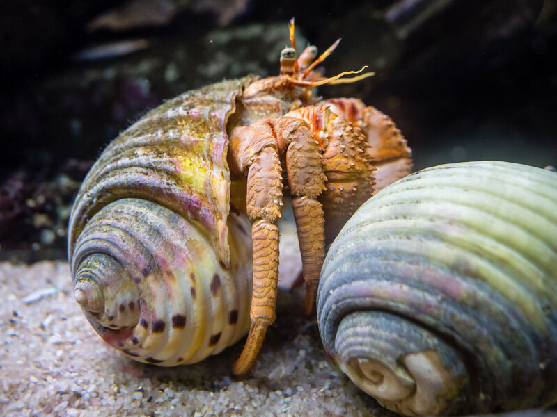 The 40 Year Old Hermit Crab Atlas Obscura