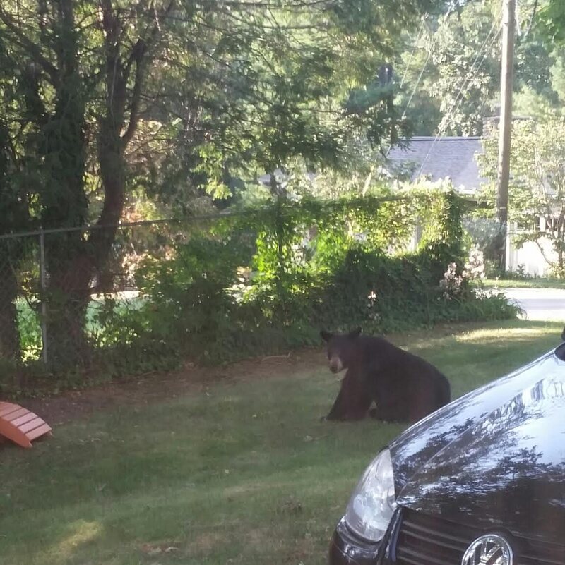 A black bear hanging out in Colleen Boll's front yard in Asheville, North Carolina.