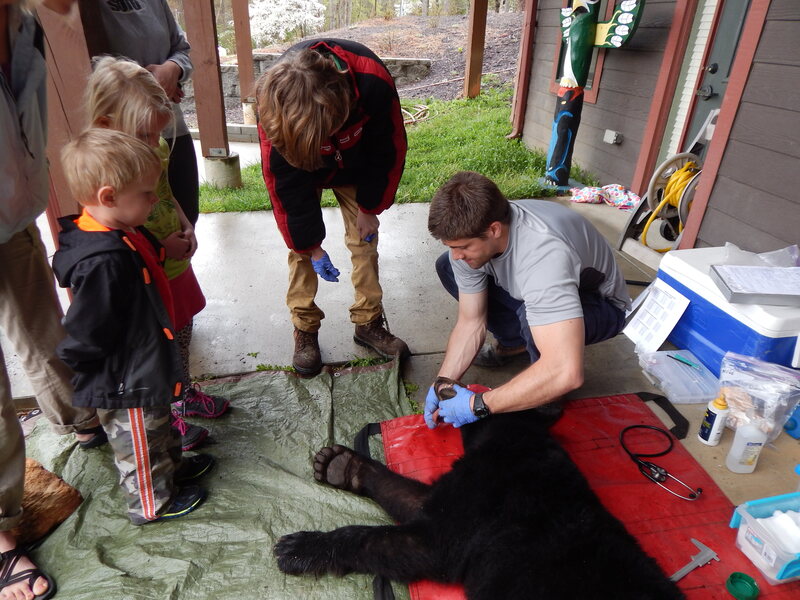 Nick Gould, the Urban-Suburban Bear Study's project lead, shows Asheville children how to age a bear. 