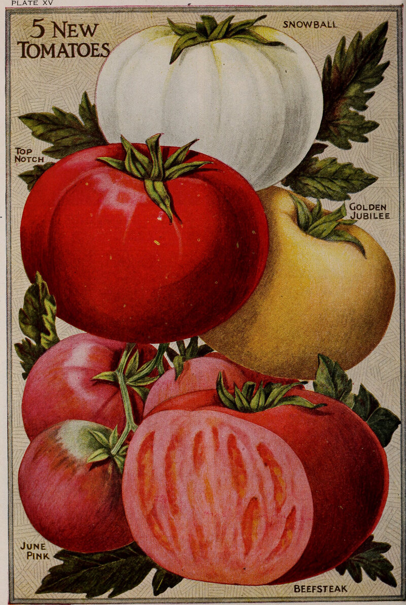 Illustration of tomatoes, c. 1920. 
