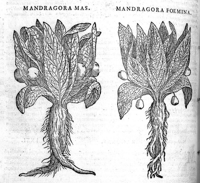 A woodcut showing two mandrake plants. 