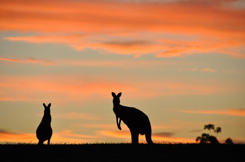 kangaroos in the wild