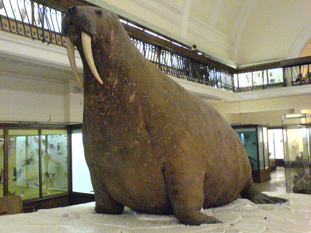 Horniman Museum Walrus