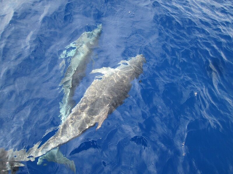 A couple of dolphins frolic in the waters of Sicily.