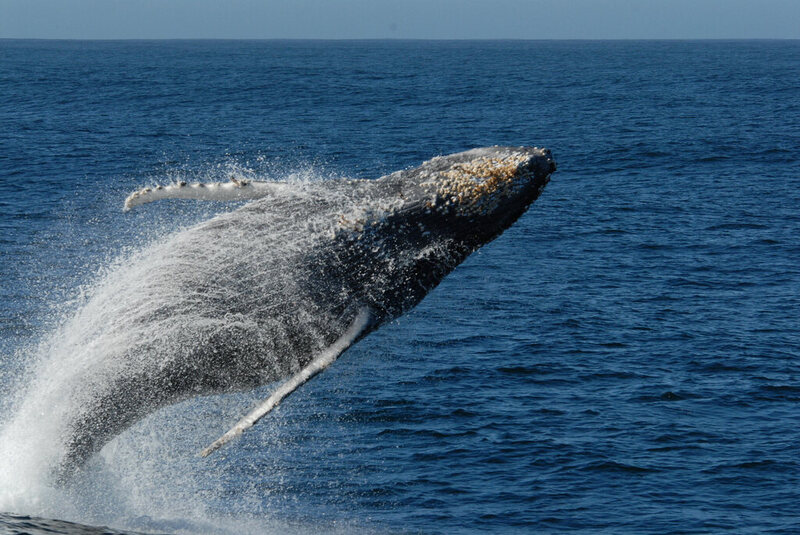A humpback whale breaching in Monterey Bay.