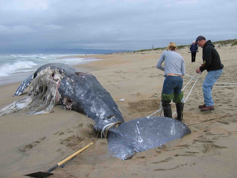 Researchers from the Monterey Bay Aquarium Research Institute prepare to tow a dead whale off a beach in Monterey Bay. This carcass was sunk 1,800 meters deep in Monterey Canyon, and was nicknamed 