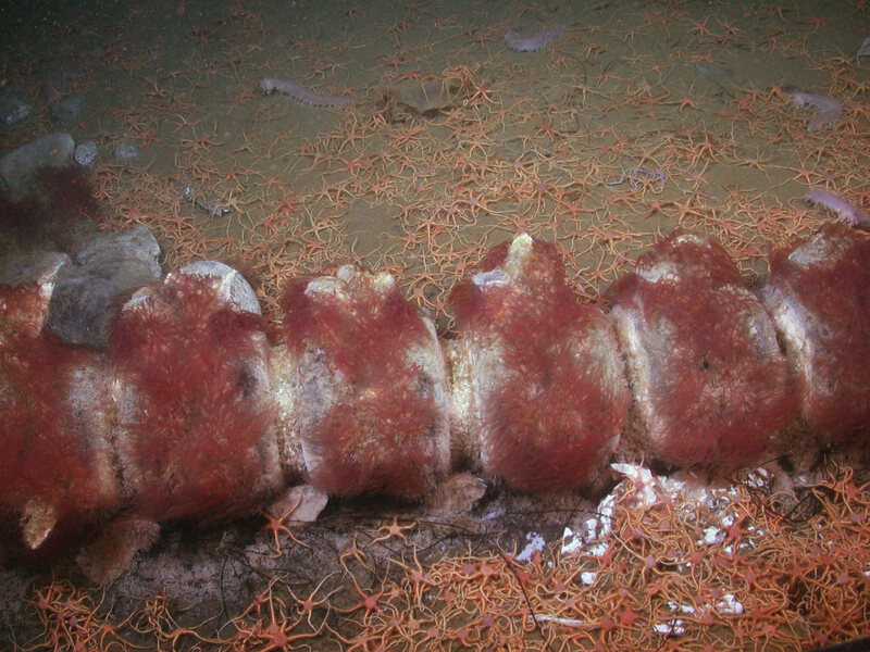 Vertebrae from a whale, shown about seven months after its carcass was placed at the bottom of the Pacific Ocean. By this time, the bones were covered with a dense carpet of red Osedax (