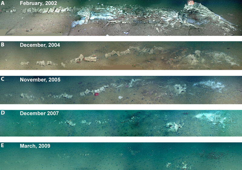 A photomontage showing the decomposition of a 3,000-meter-deep whale carcass in Monterey Canyon over a seven-year period.