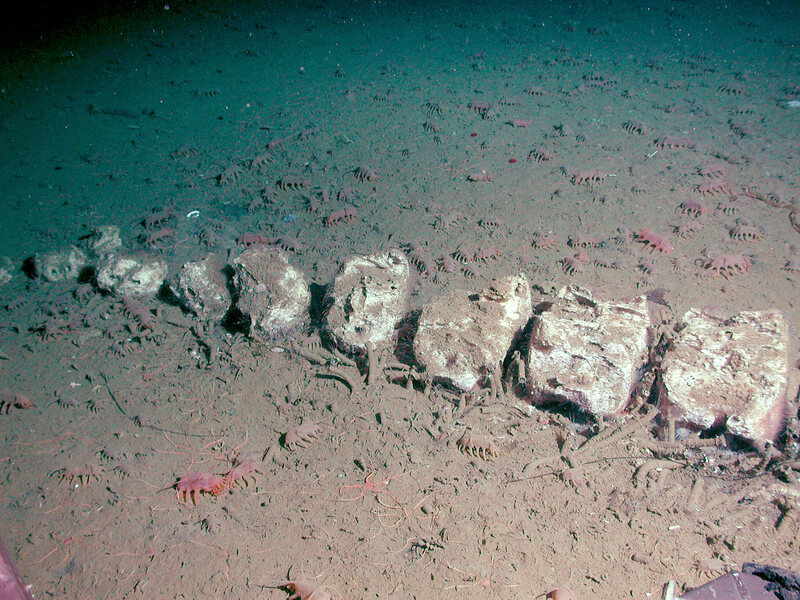 Whale vertebrae and herd of pink sea cucumbers (<em>Scotoplanes globosa</em>) on seafloor.