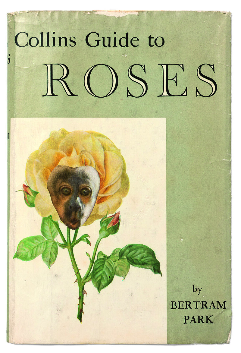 <em> Collins Guide to Roses </em>.