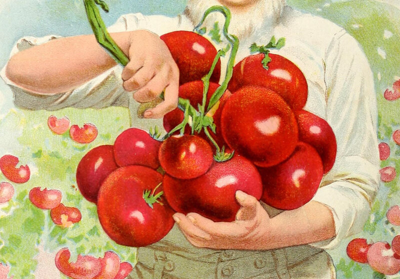 Tomatoes featured in a garden and farm manual, 1903. 