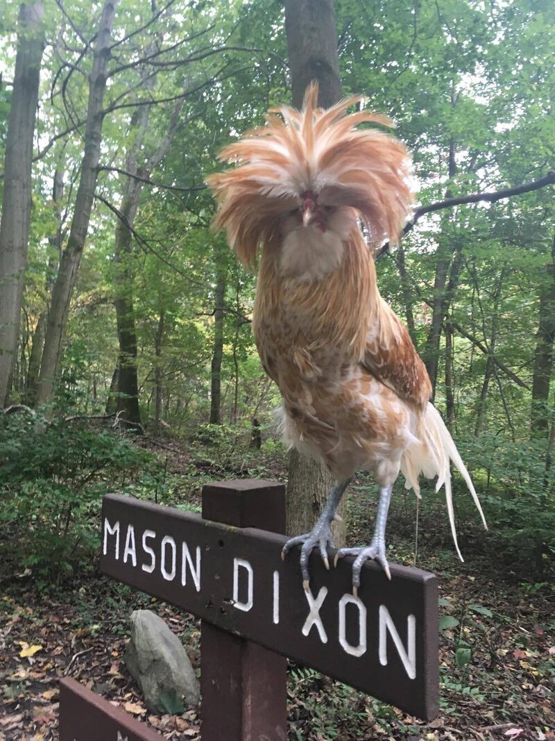 Rescuing A Fancy Chicken On The Appalachian Trail Atlas Obscura