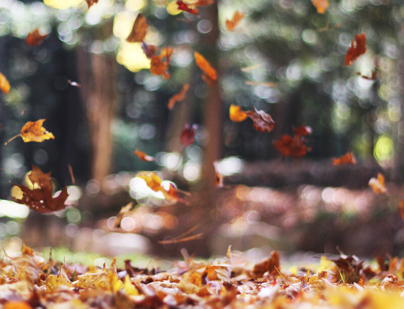 autumn vs fall uk