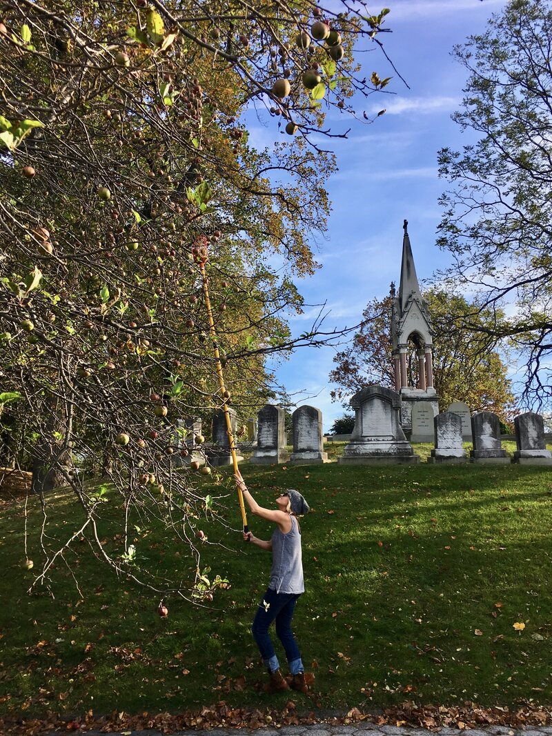 Joy Doumis picks apples at Green-Wood Cemetery.