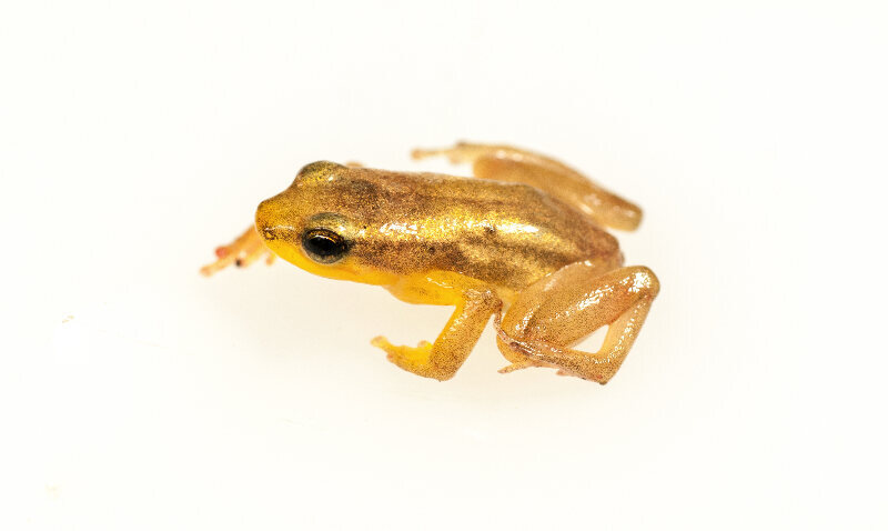 The golden rocket frog is one of the many rare species endemic to Guyana's Potaro Plateau. 