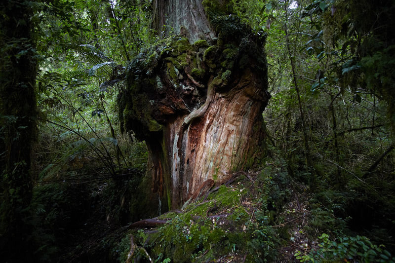 An ancient tree in Alerce.