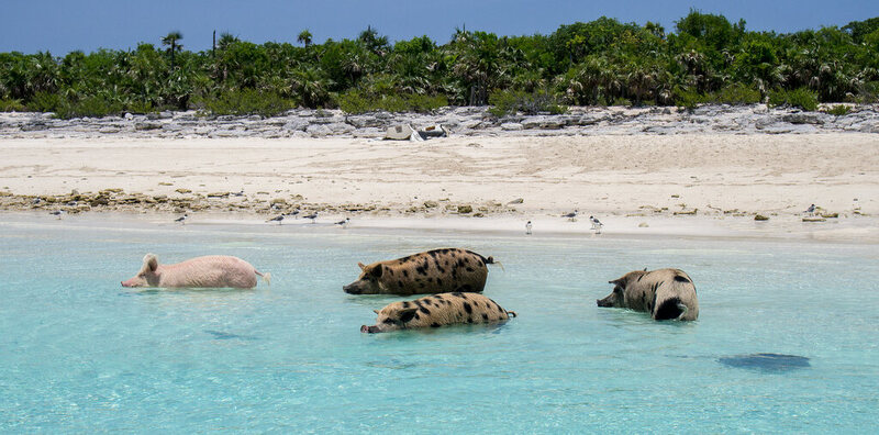 Animal Islands: Seven Islands Ruled by Creatures Great and Small - Atlas  Obscura