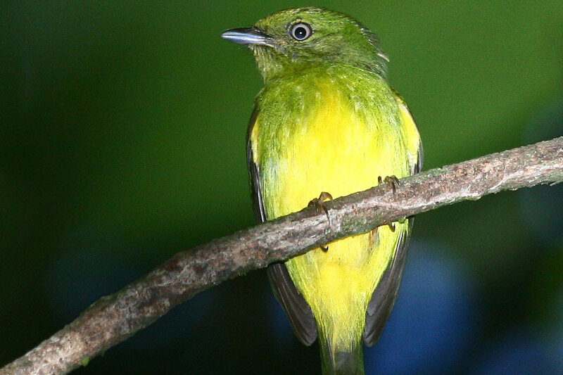 Found The First Known Hybrid Bird Species In The Amazon Rain Forest Atlas Obscura