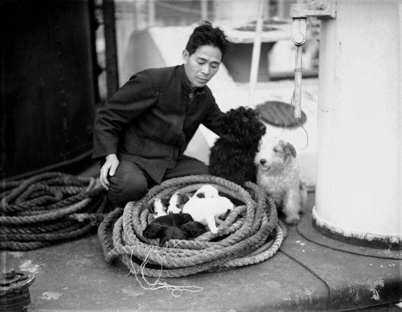 A seaman on Japanese cargo ship <em>Yahiko Maru</em> with a litter of puppies.