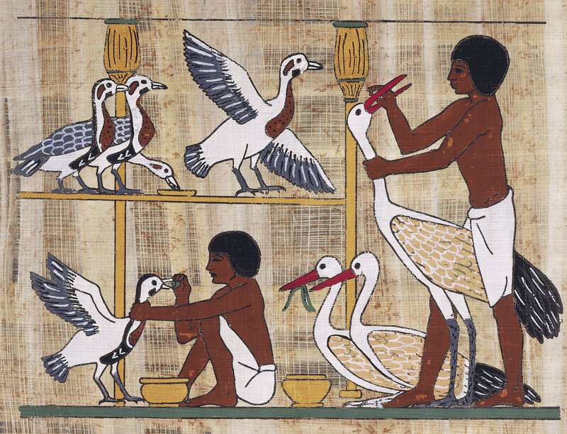 A papyrus depiction of geese-feeding from Dynasty V.