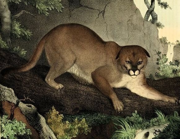 puma cat extinct